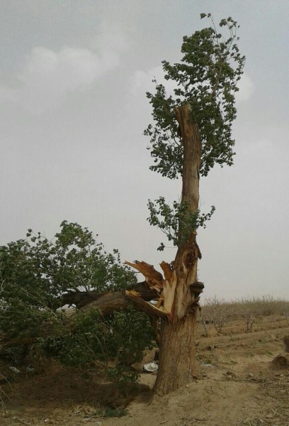 طوفان شن درفتح آباد ، شریف آباد و نصرآباد در غرب بخش یزدان آباد