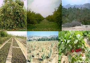 افتتاح ۱۲ طرح کشاورزی و دامپروری در زرند، کوهبنان و راور