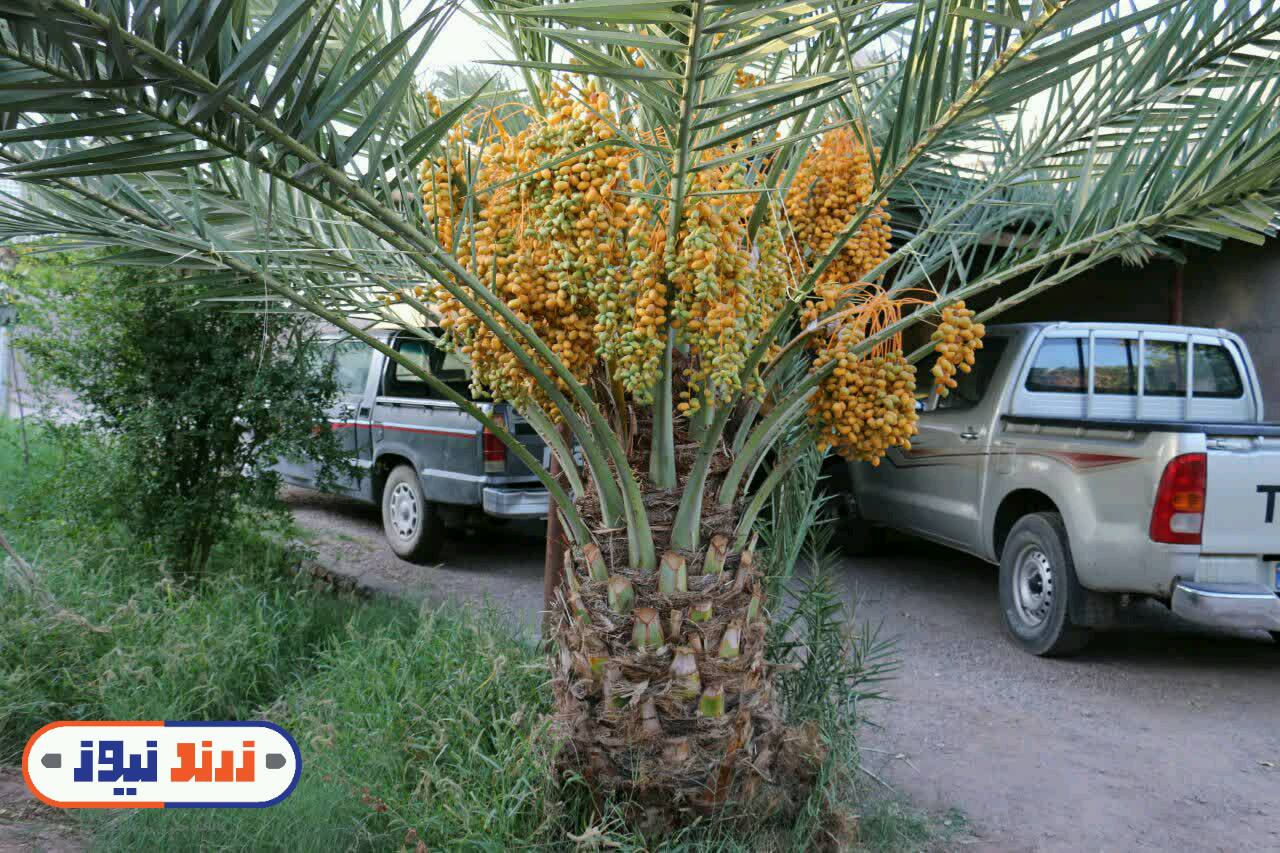 به بار نشستن درختی جنوبی در شمال استان کرمان