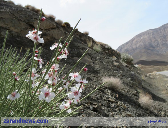 تصاویر بادام کوهی در دامنه کوه های های شرقی شهرستان زرند