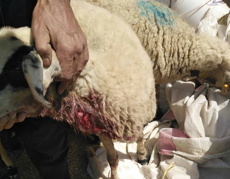 حمله حیوان درنده به گوسفندان در زرند