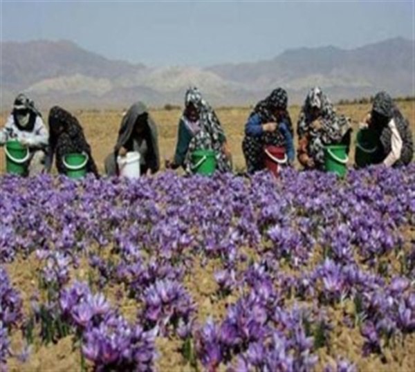 جشنواره زعفران یک هفته به تعویق افتاد