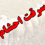 سرقت احشام